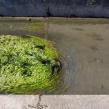 『街中の水路のナマズ』の画像