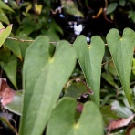 天然食材探しへ近くに気軽に出かけよう！