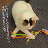 うだるような暑さからのオアシス。と、緑のキューブ水中花つくりました。