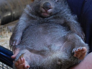 ウォンバットとかいう動物