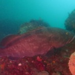 西川名ダイビングログ｜館山ダイビング