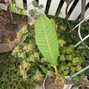 ＊プルメリア即動き出すと荒れた庭(￣▽￣;)