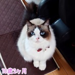 ラグドール　ルルナのあしあと。