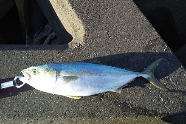 釣 遊 飲 笑 マゴチ