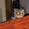 今年で４０歳なのに、これから第二子を産む。このことを同級生に言ったらもうそれは猛反対。命宿ったし頑張るしかないと思っていたけど心折れそう。持病持ちだから余計に。