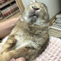 新規保護うさぎの紹介　縁側組