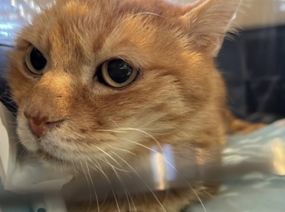 喪失感とSNS 20260213