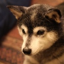 秋冷の納豆ランチと赤魚粕漬け