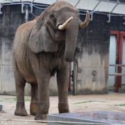 媛ちゃんの19歳のお誕生会♪ (2)