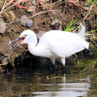 野鳥の観察を都内で
