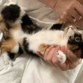 それぞれのスリッカーブラシ　キャリコちゃん編