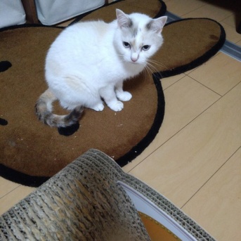 実物のﾈｺﾁｬﾝ250