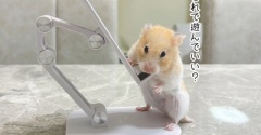 今日のプリン(10/6追記)