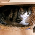 ”猫おでん”あり〼。