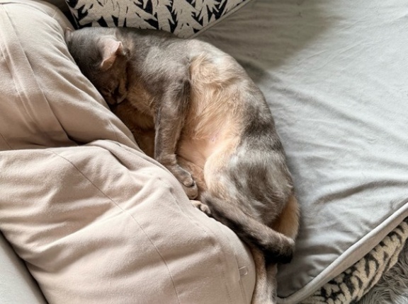 枕を縦に使うぼくちん