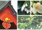 榊の花