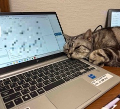 猫8匹のいる家で、リモートワークを始めた結果。