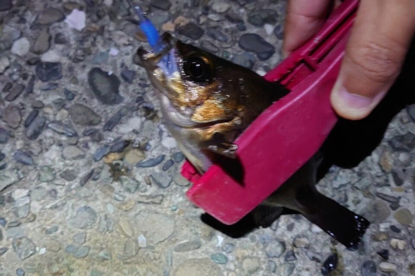 フィッシング流法 釣れない徒然日記