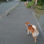 柴わんこと暮らす日々