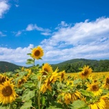 『今年の夏はワクワクがいっぱい』の画像