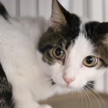 『【里親募集中】日本猫のにこ』の画像