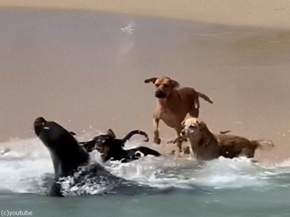 見ているだけで癒される…チリの海岸で野生のアシカと犬たちが楽しそうに遊ぶ（動画）