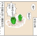 1月のふきのとう