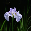 No.63 初夏の水辺を彩る花菖蒲