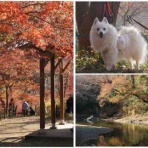 シェビーズのブログ