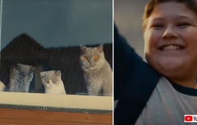 やった、また会えた！突然通学路の窓から消えた猫を毎日待ち続けた少年、ステキなサプライズを受け取り笑顔になる