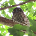 2025鑁阿寺アオバズクの巣離れ幼鳥を撮るI🐤📸(足利市)