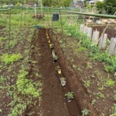トマト苗深溝底植えと落花生畑耕運