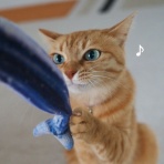 湘南凸凹柴WAN日記