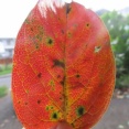 町の花　紅葉始まる　紅葉した落ち葉のを拾った