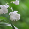 ウチョウラン　緑花交配