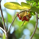 トベラ（扉）の果実 by Z50