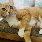 おてんば茶々姫