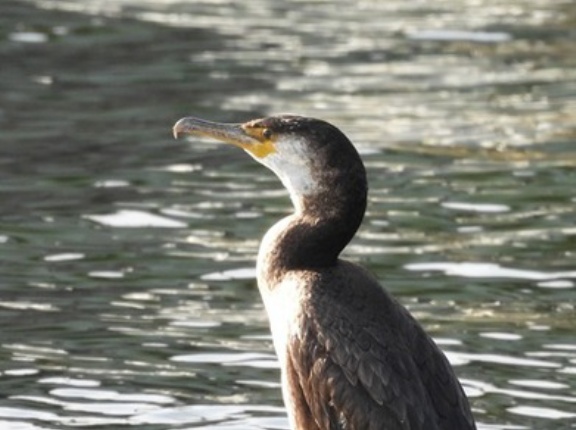 2026年1月27日の野鳥公園