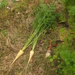 La paixの畑とパン