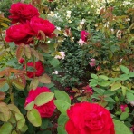 ジーザスディアマンテ東京店のblog