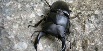 私が育てたクワガタを盗んだ先輩を呪ったら車に轢かれた。→呪いはしない方がいいと思い封印。→就職後、パワハラ上司に再び呪いをかける。→結果…