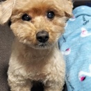 🥶スンスンカットのトイプードル　ペットショップZOO🐩