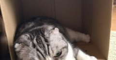 猫用品をいろいろ準備しても箱には勝てない