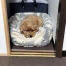 💛押し入れ好きなトイプードル🏠️🐶