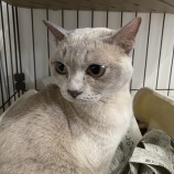 『5月29日（土）～30日（日）の営業について』の画像