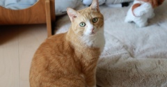 光を浴びたい猫。