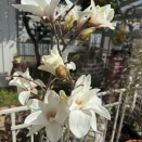 ＊バラの葉が急速に展開開始！！