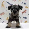 新しいわんちゃんの紹介です🐶