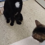 公園のネコたち