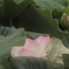 『Day dream』の画像